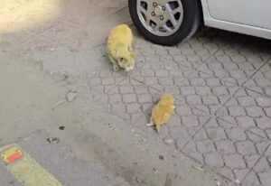 Mother Cat and Her Kittens