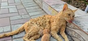 Mother Cat and Her Kittens