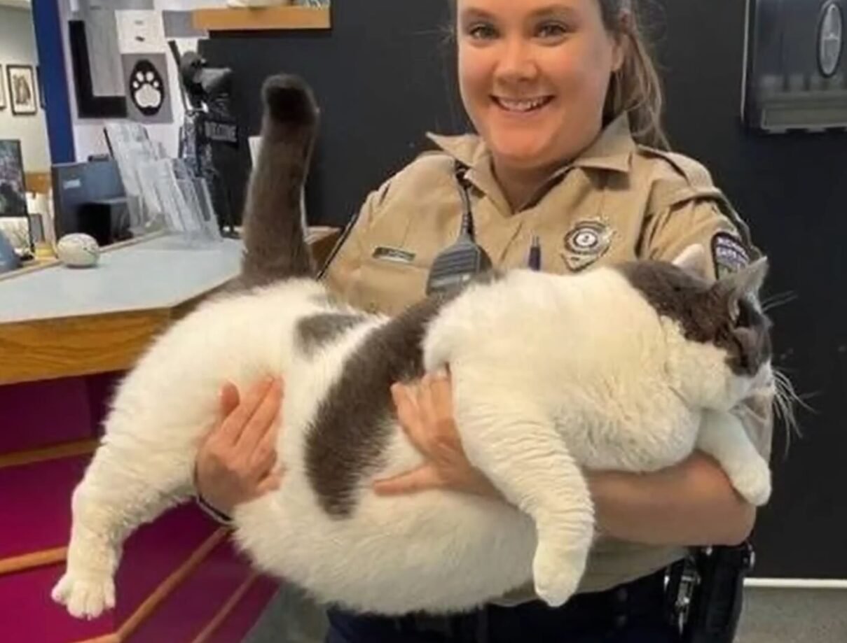 42 pound cat