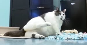 42 pound cat