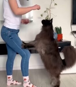 Cat as Big as Owner