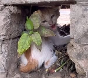 Kitten Craves Motherly Love