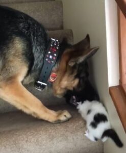 Pets Help Each Other