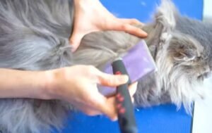 Luna's Grooming