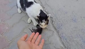 Stray Mother Cat : Desperate Bid For Protection