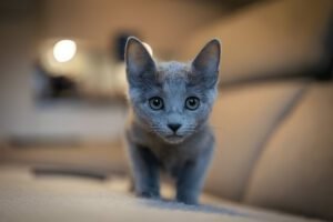 Russian blue kittens