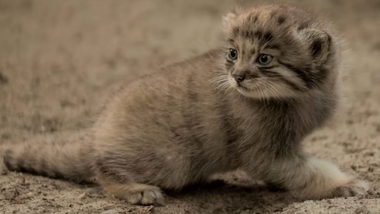 Pallas's Cat