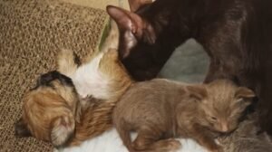 Mother Cat And A Puppy