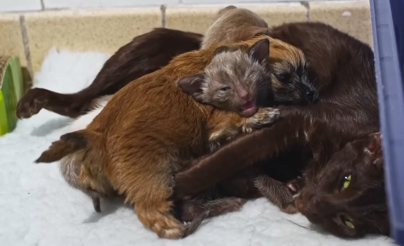 Mother Cat And A Puppy