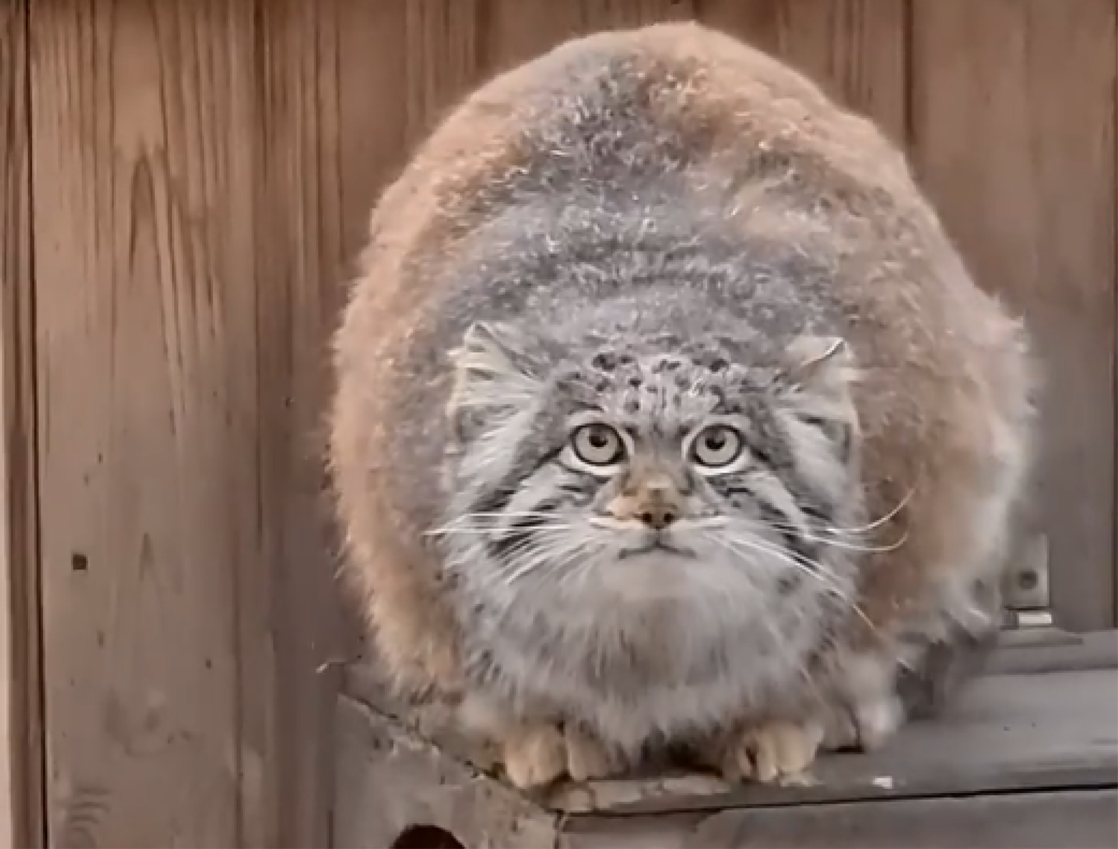 Pallas Cat