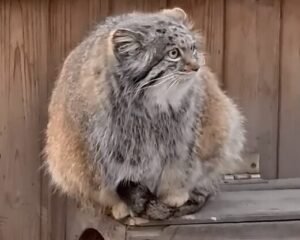 Pallas Cat