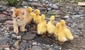 Kitten and Ducklings