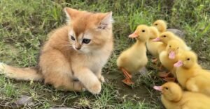 Kitten and Ducklings