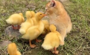 Kitten and Ducklings