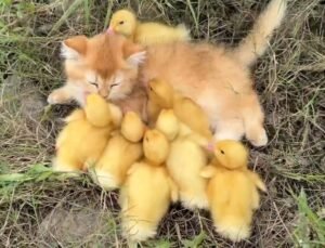 Kitten and Ducklings