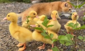 Kitten and Ducklings