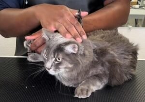 Grooming Cat