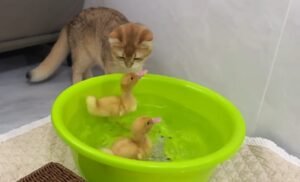 The Ducklings