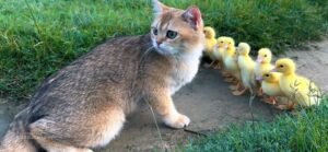 Kitten and The Ducklings