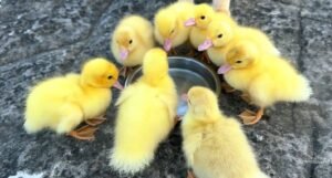 Kitten and The Ducklings