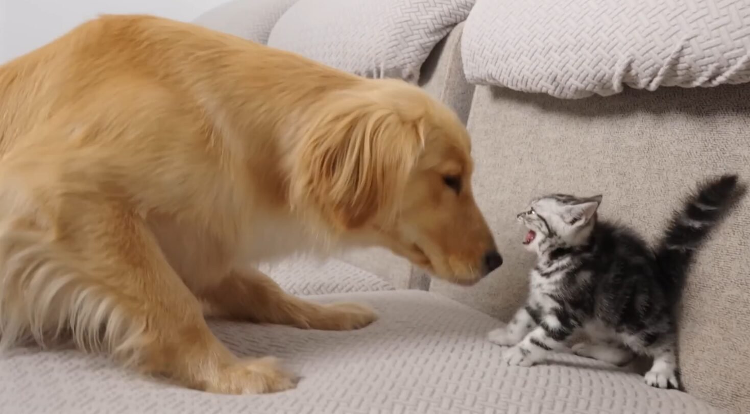 Golden Retriever And The Kitten