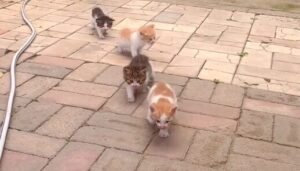 The Mother Cat’s Influence on Her Kittens