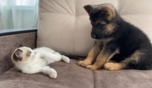 Paw Fight