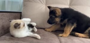 Paw Fight