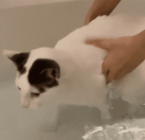 Bathing a Cat