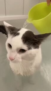 Bathing a Cat