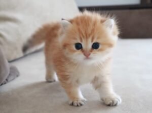 Ginger Cuteness