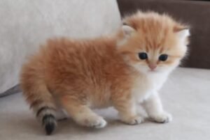 Ginger Cuteness