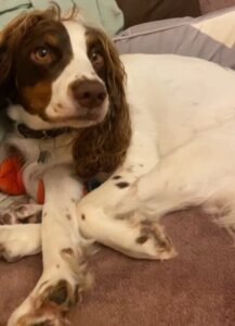 Kitten in Cuddles With Dogs